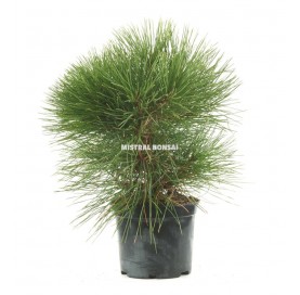 Pinus thunbergii. Prebonsái 9 años. Pino negro japonés. 