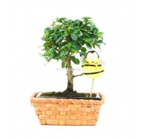 Kit bonsaï d'intérieur de 5 ans Maya