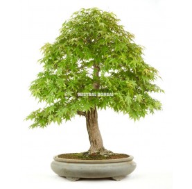 Bonsaï Exemplaire Acer palmatum yammamomiji de 59 ans