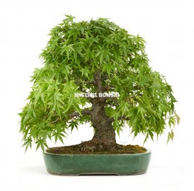Bonsaï Exemplaire Acer palmatum de 43 ans