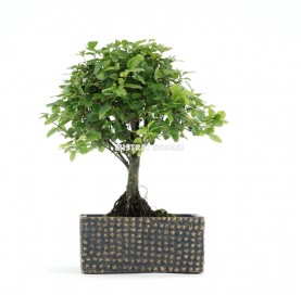 Interior bonsai 5 years Deco Art Collection