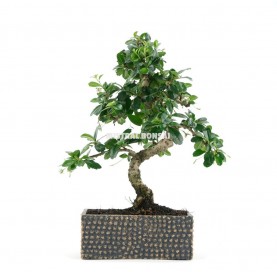 Interior bonsai 6 years Deco Art Collection