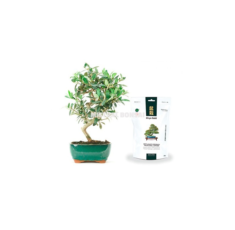 Pack Bonsaï Olea europaea 8 ans et engrais organique Hiryo Gold Fleurs et Fruits 350gr Pack Bonsaï Olea europaea 8 ans et engrais organique Hiryo Gold Fleurs et Fruits 350gr
