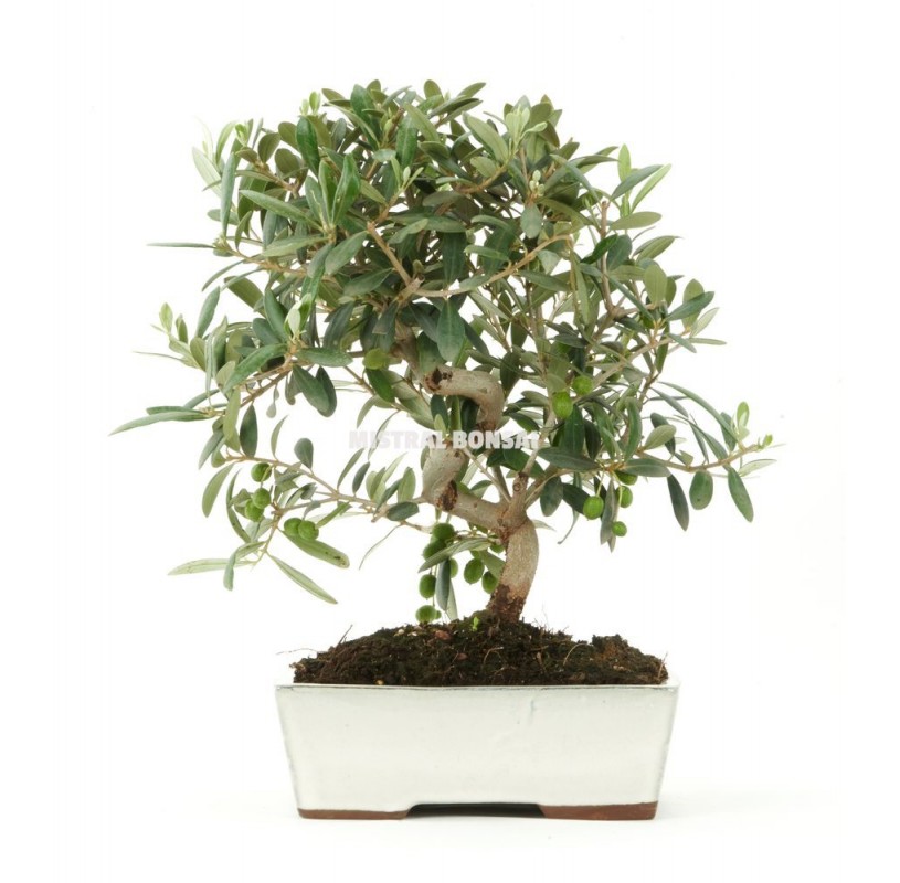 Olea europaea. Bonsái 9 años. Olivo Olea europaea. Bonsái 9 años. Olivo