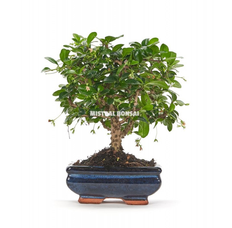 Carmona microphylla. Bonsai 5 years. Oriental or Fukien Tea tree. Carmona microphylla. Bonsai 5 years. Oriental or Fukien Tea tree.