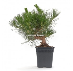 Pinus Thunbergii Idéal pour Bonsaï 150 Graines Fraîches Pin Noir Japonais