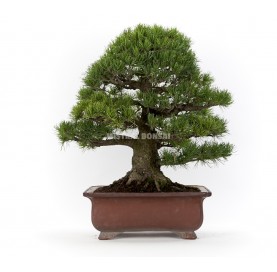 Bonsaï Exemplaire Pinus pentaphylla de 66 ans