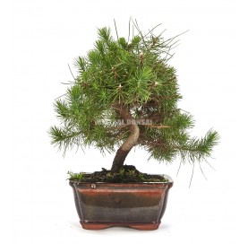 Pinus halepensis. Bonsái 8 años. Pino carrasco