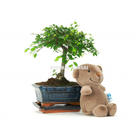 Teddy kit. Indoor bonsai 5 years