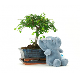 Elephant kit. Indoor bonsai 5 years