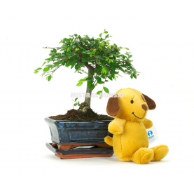 Puppy kit. Indoor bonsai 5 years