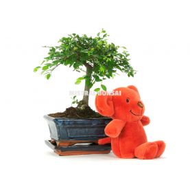 Winnie kit. Indoor bonsai 5 years.