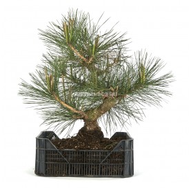 Pinus thunbergii. Prebonsai...