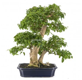 Exclusive bonsai Ligustrum...