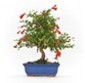 Exclusive bonsai