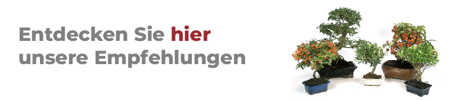 Bonsai kaufen
