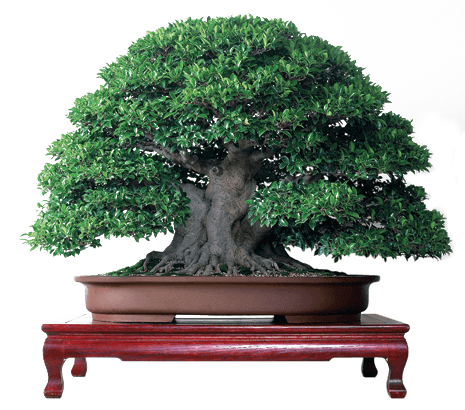 Der Bonsai Online Shop