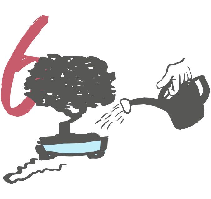The 6 most common bonsai care mistakes