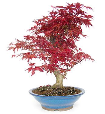 Acer palmatum