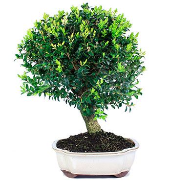 Buxus sempervirens