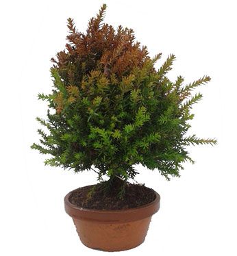 Cryptomeria