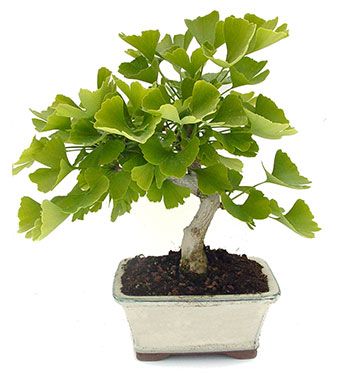 Ginkgo biloba