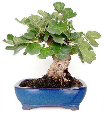 Ficus carica