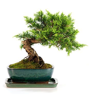 Juniperus chinensis