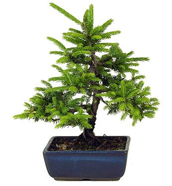 Picea jezoensis