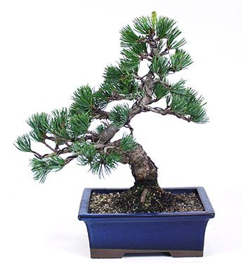 Pinus pentaphylla