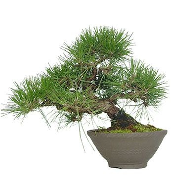 Pinus thunbergii