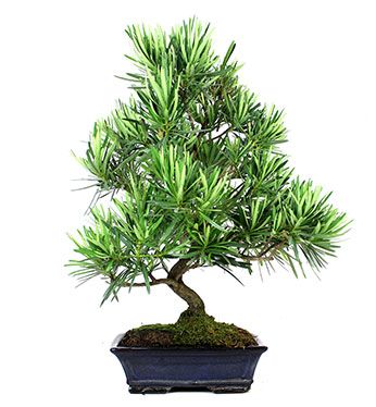 Podocarpus sp.