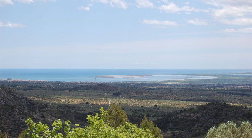 Bonsai paradise in the Ebro Delta