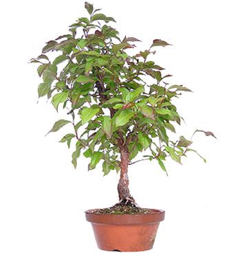 Stewartia