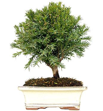 Taxus baccata