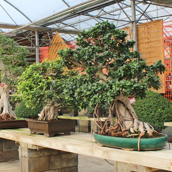 galeria mistral bonsai