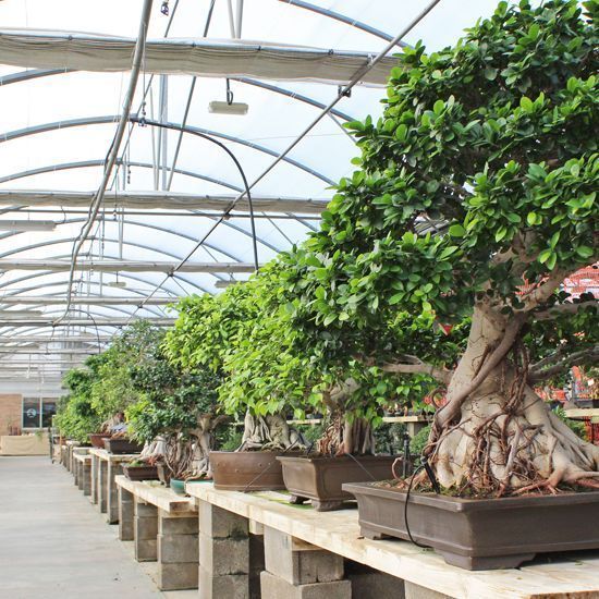 galeria mistral bonsai