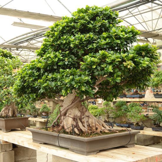 galeria mistral bonsai