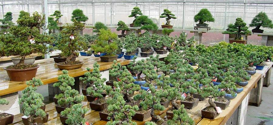 Bonsai paradise in the Ebro Delta