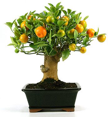 Citrus sp.