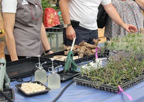 How do I water my indoor Bonsai tree? – Bonsai Bar