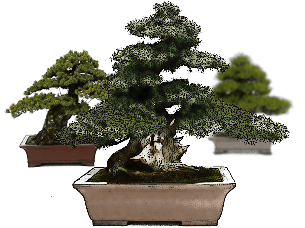 aventuras frío asqueroso Cultivo, producción y venta de bonsáis | Mistral Bonsai