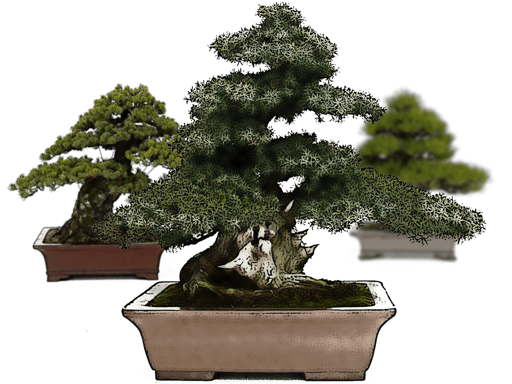 Mistral Bonsai