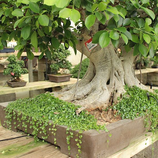 galeria mistral bonsai