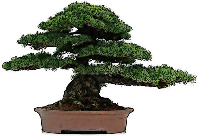 Outdoor bonsai