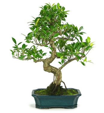 Ficus retusa