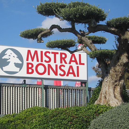 galeria mistral bonsai