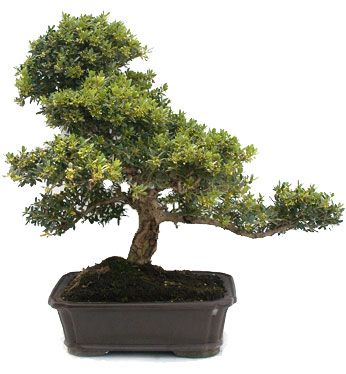 Ilex sp