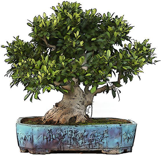 Indoor bonsai