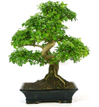 Ligustrum sp